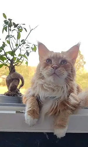 Maine Coon Chat Isis