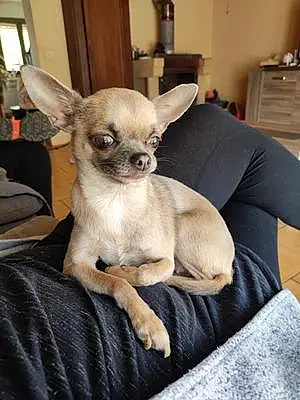 Nom Chihuahua Chien Lylo