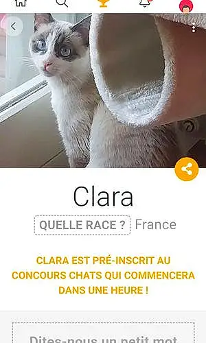 Nom Europeen Chat Clara