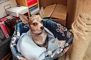 Nom Chihuahua Chien Mambo