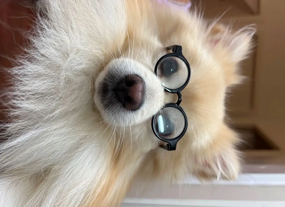 Yeux, Goggles, Eyelash, Chien, Vision Care, Carnivore, Sunglasses, Oreille, Race de chien, Moustaches, Chien de compagnie, Faon, Eyewear, Feather, Jewellery, Stuffed Toy, Spitz allemand, Museau, Toy Dog, Dog Supply