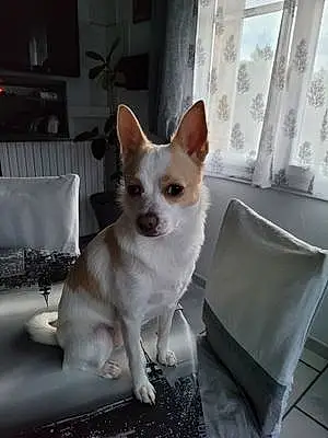 Chihuahua Chien Bella