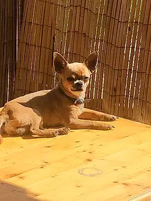 Chihuahua Chien Lucky