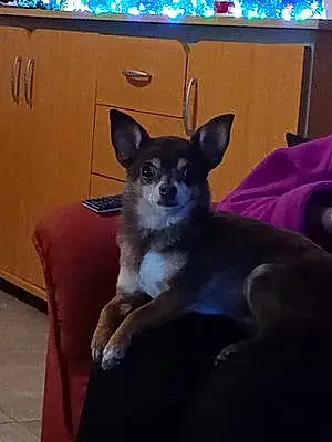 Chihuahua Chien Prince
