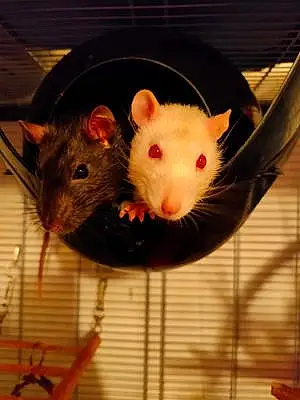 Rat Ben Et Nuts
