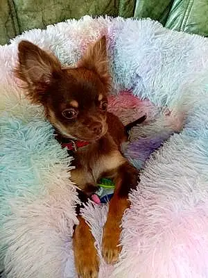 Chihuahua Chien Tymon
