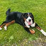 Chien, Plante, Carnivore, Race de chien, Herbe, Chien de compagnie, People In Nature, Pelouse, Groundcover, Bernese Mountain Dog, Canidae, Fleur, Herding Dog, Working Dog, Chien de chasse, Queue, Hunting Dog, Greater Swiss Mountain Dog