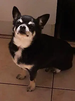Nom Chihuahua Chien Bibi
