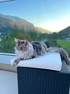 Maine Coon Chat Léo
