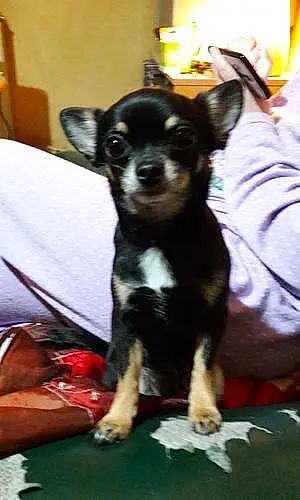 Nom Chihuahua Chien Liloo