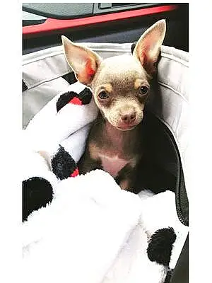 Nom Chihuahua Chien Hoppy