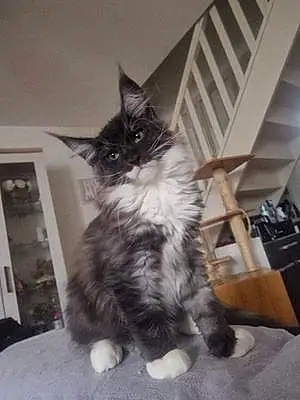 Noir & Blanc Maine Coon Chat Thor