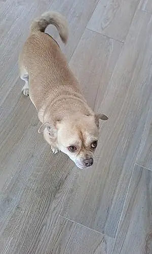 Nom Chihuahua Chien Coco