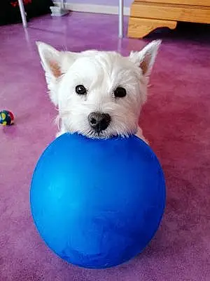 Nom West Highland White Terrier Chien éden