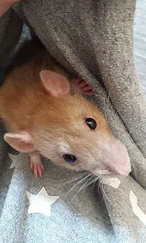 Rat Lilo
