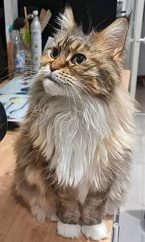 Nom Maine Coon Chat Lilou