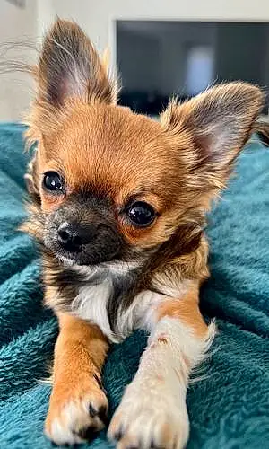 Nom Chihuahua Chien Bloom