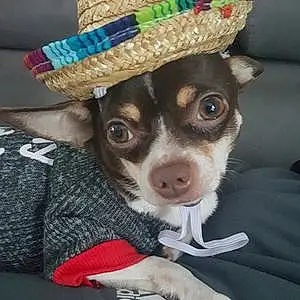 Nom Chihuahua Chien Athéna