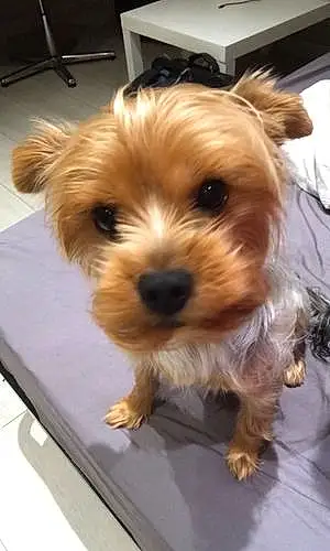 Yorkshire Terrier Chien Shelsy