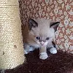 Chat, Small To Medium-sized Cats, Felidae, Ragdoll, Moustaches, Carnivore, Chatons, Faon, Domestic Short-haired Cat, Ojos Azules, Snowshoe, Burmilla