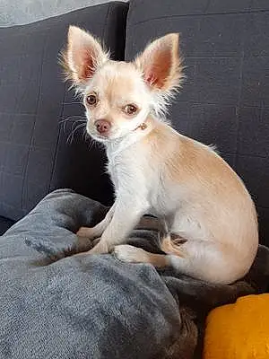 Chihuahua Chien Bella