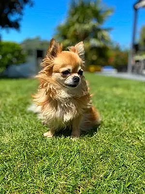 Nom Chihuahua Chien Gazelle