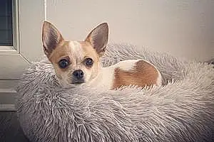 Nom Chihuahua Chien Loucky