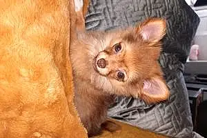 Prénom Chihuahua Chien Praline
