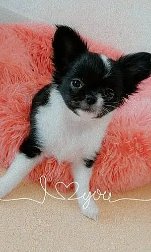 Nom Chihuahua Chien Cassy