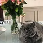 Chat, Small To Medium-sized Cats, Felidae, Fleur, Moustaches, Rose, Rose, Plante, British Shorthair, Carnivore, Rose Family, Domestic Short-haired Cat, Bouquet, American Shorthair, Flowerpot, Poil, European Shorthair, Rose Order, Vase, Chartreux