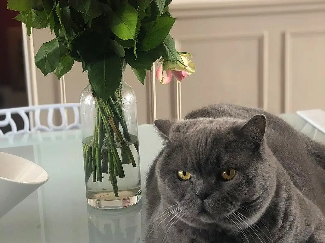 Chat, Small To Medium-sized Cats, Felidae, Fleur, Moustaches, Rose, Rose, Plante, British Shorthair, Carnivore, Rose Family, Domestic Short-haired Cat, Bouquet, American Shorthair, Flowerpot, Poil, European Shorthair, Rose Order, Vase, Chartreux