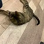 Bois, Felidae, Comfort, Small To Medium-sized Cats, Chat, Grey, Carnivore, Race de chien, Moustaches, Hardwood, Queue, Museau, Human Leg, Foot, Road Surface, Poil, Domestic Short-haired Cat, Griffe