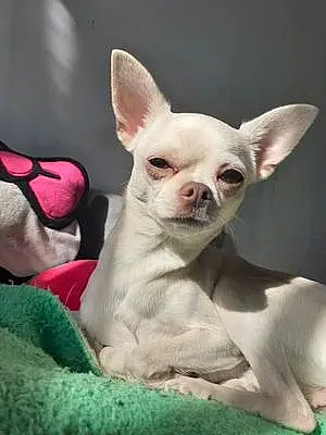Chihuahua Chien Choups