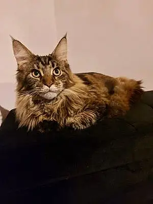 Maine Coon Chat Shanel