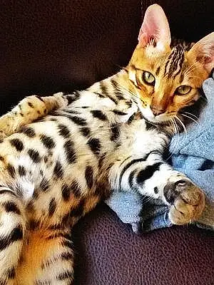 Bengal Chat Gucci
