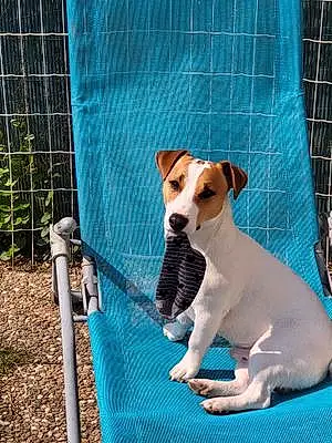 Jack Russell Chien Saxo