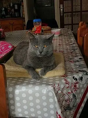Chartreux Chat Riboulding