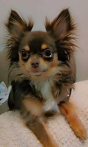 Nom Chihuahua Chien Jim