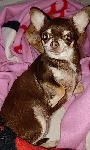 Nom Chihuahua Chien Princesse