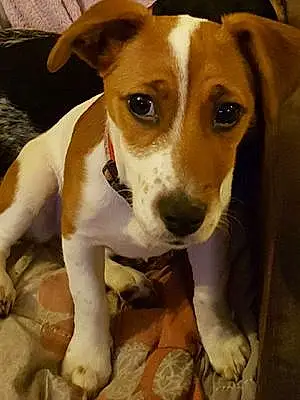 Jack Russell Chien Mikona