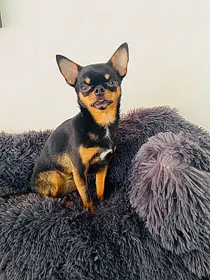 Chihuahua Chien Lila