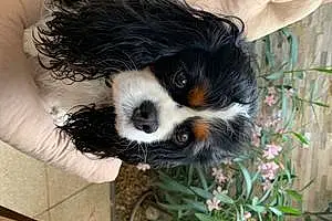 Cavalier King Charles Spaniel Chien Isis