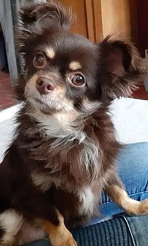 Nom Chihuahua Chien Hoshi