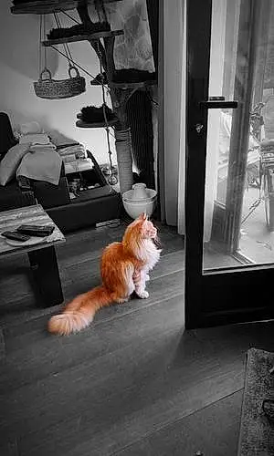 Maine Coon Chat Ragnar