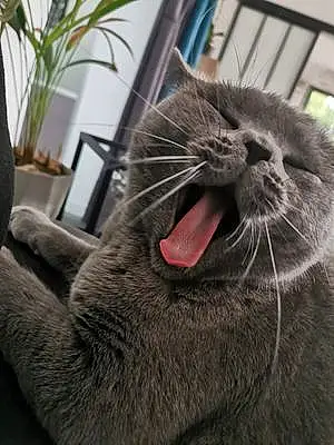 Chartreux Chat Martin