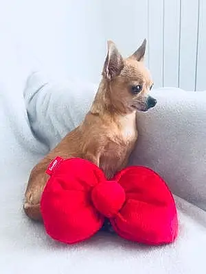 Nom Chihuahua Chien Joly