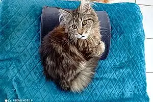 Maine Coon Chat Chanel