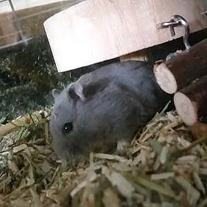 Nom Hamster Hamtarô