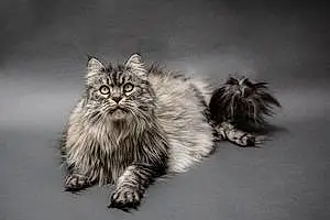Nom Maine Coon Chat Ecko