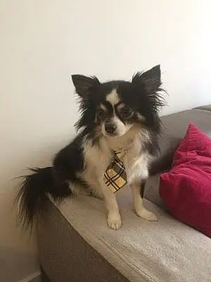 Nom Chihuahua Chien Dumbo